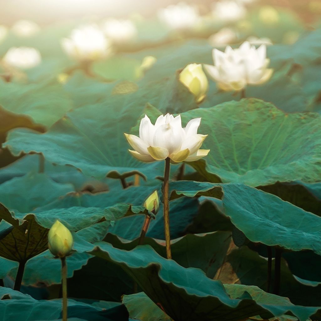 Nelumbo nucifera Hong Bian Yudie - Sacred lotus