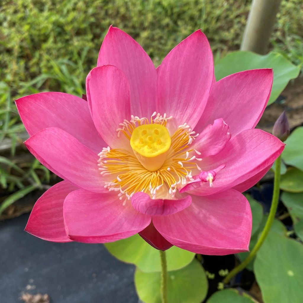 Nelumbo nucifera Purple Fairy 2 - Sacred lotus