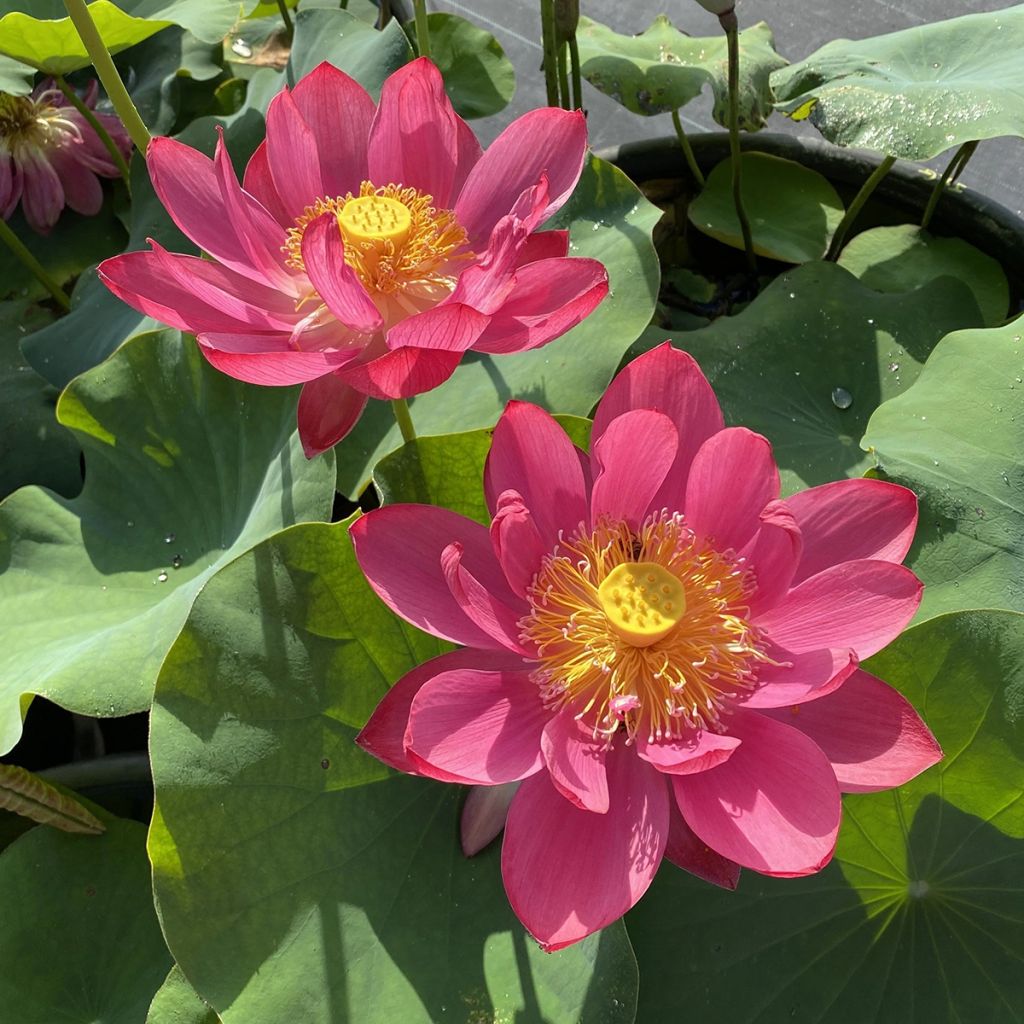 Nelumbo nucifera Chinese Red Jiaxing - Sacred lotus