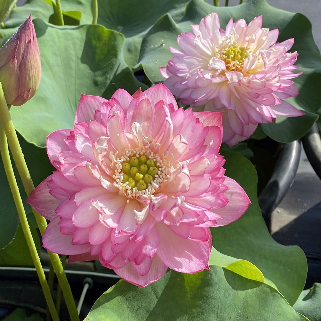 Nelumbo nucifera Pink Lady - Sacred lotus