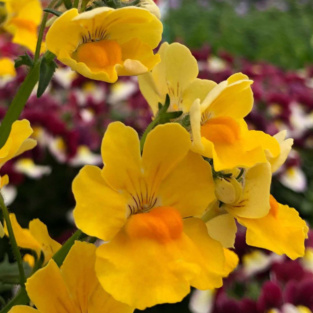 Nemesia strumosa Sunsatia Plus Pomelo