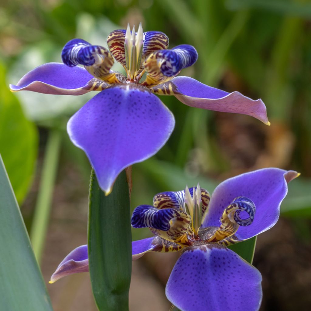 Neomarica caerulea Sky Blue - Blue Walking Iris