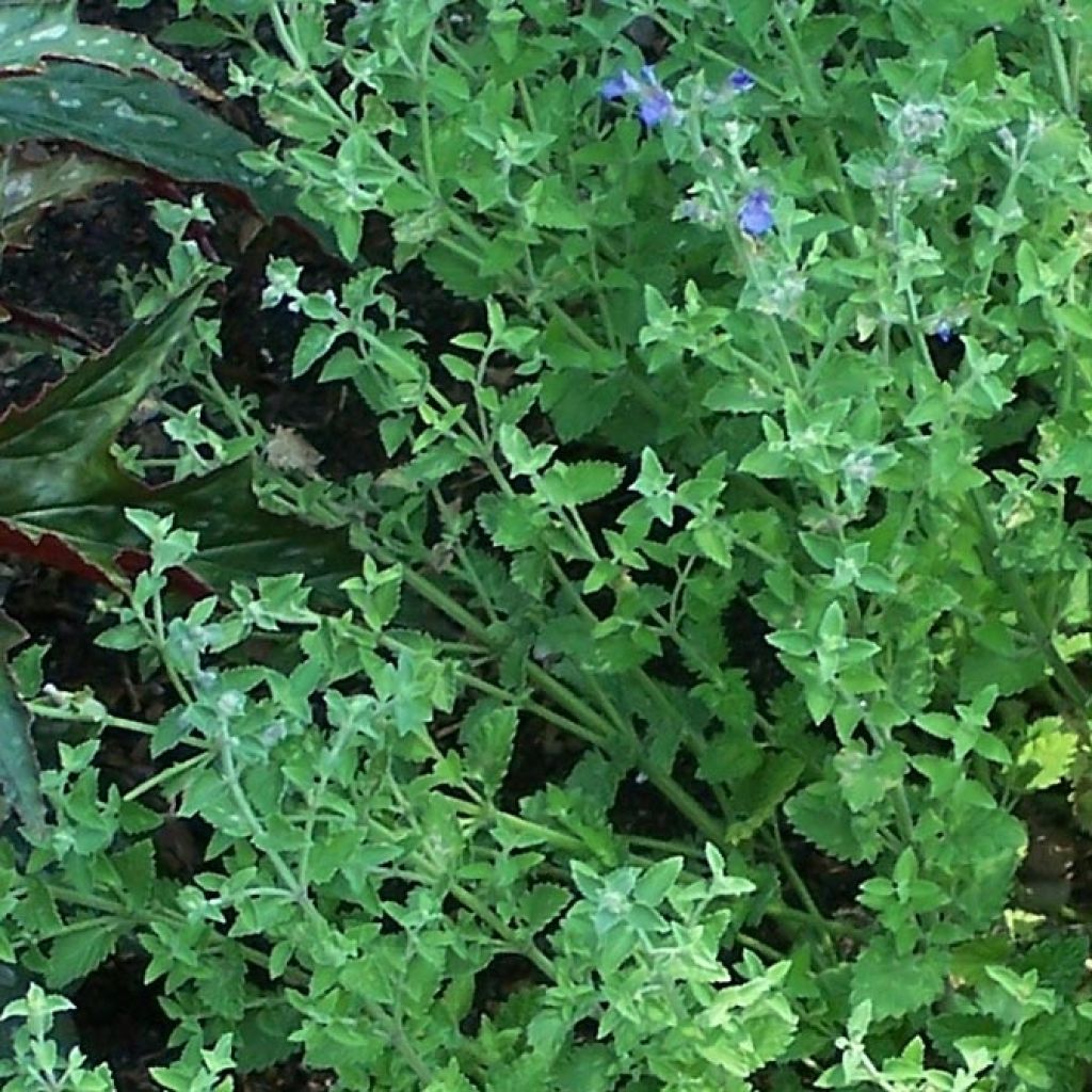 Nepeta faassenii Kit Cat - Catnip