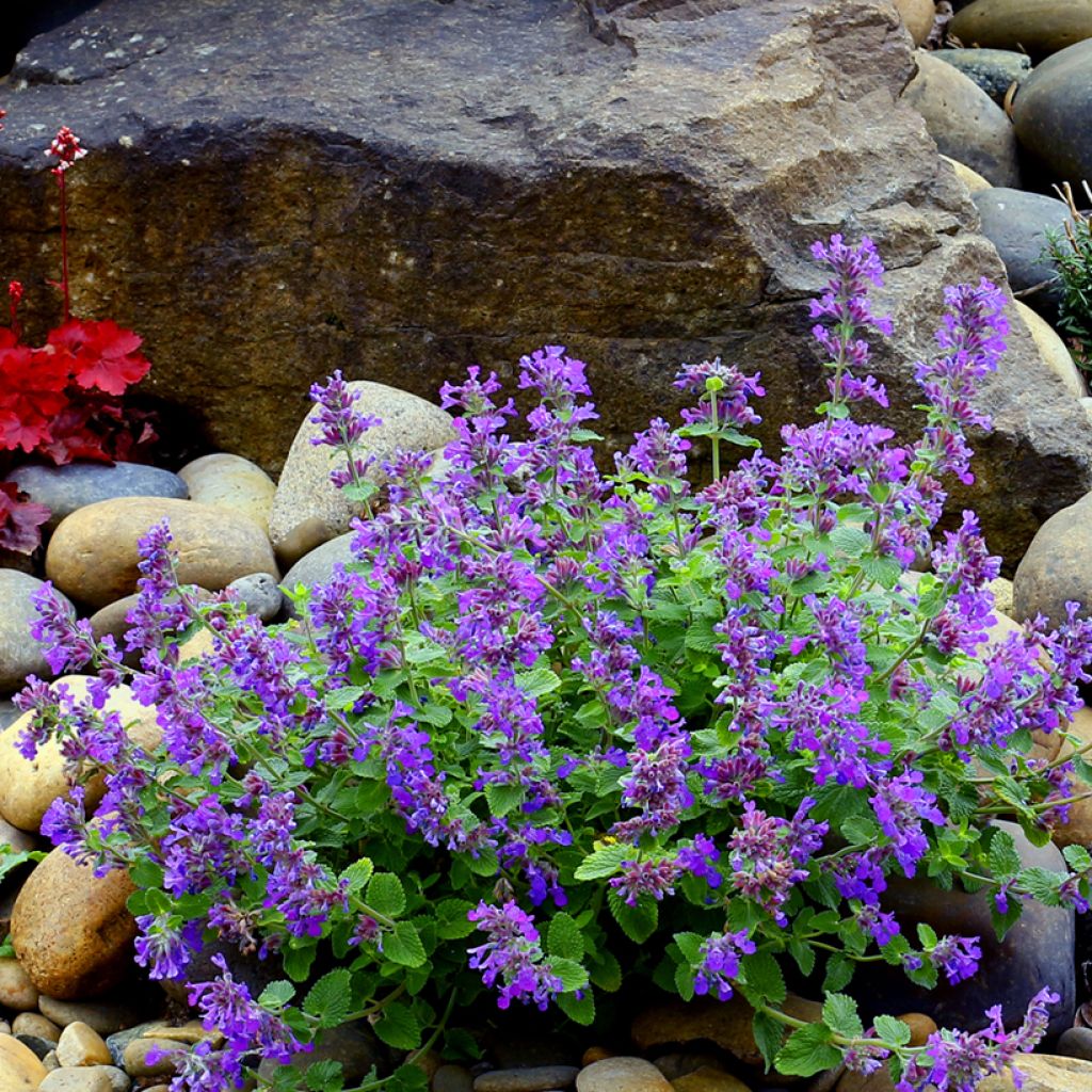Nepeta faassenii Nova® Blue - Catnip