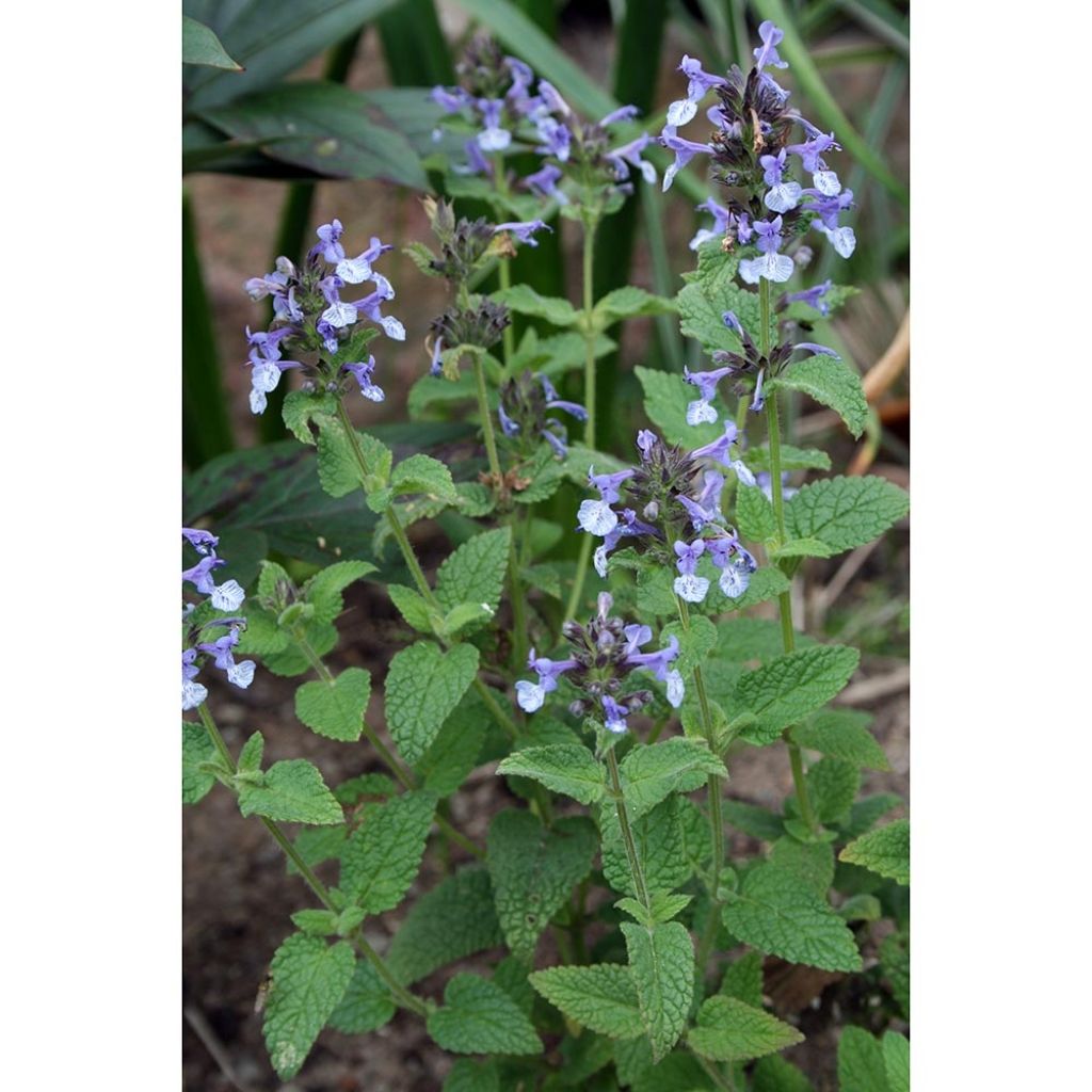 Nepeta clarkei - Catnip