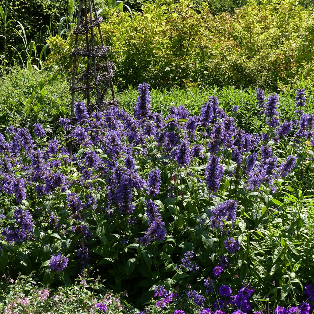 Nepeta kubanica - Catnip