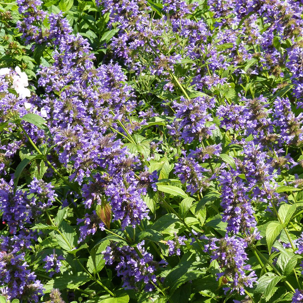 Nepeta kubanica - Catnip