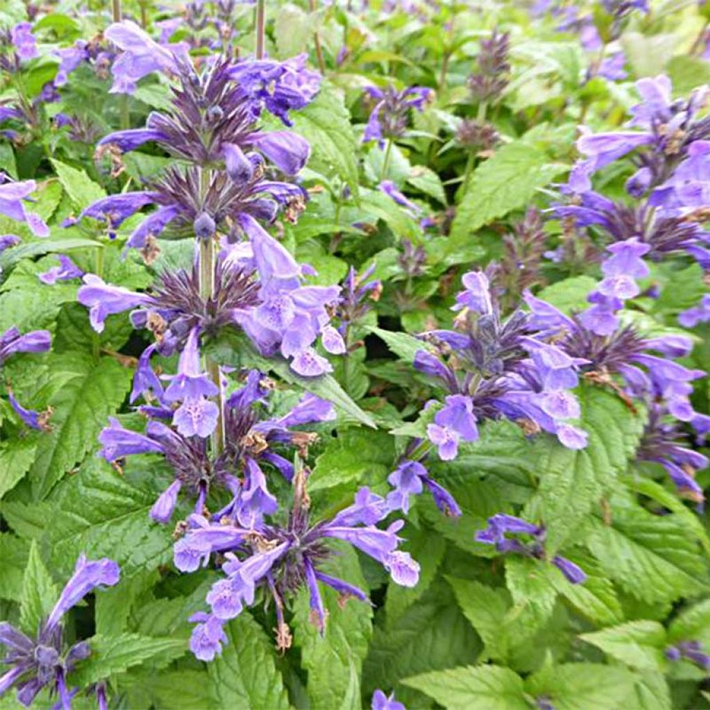 Nepeta Neptune - Catnip