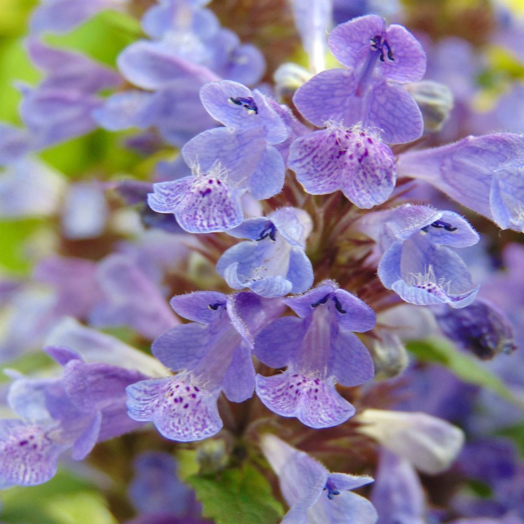 Nepeta Neptune - Catnip