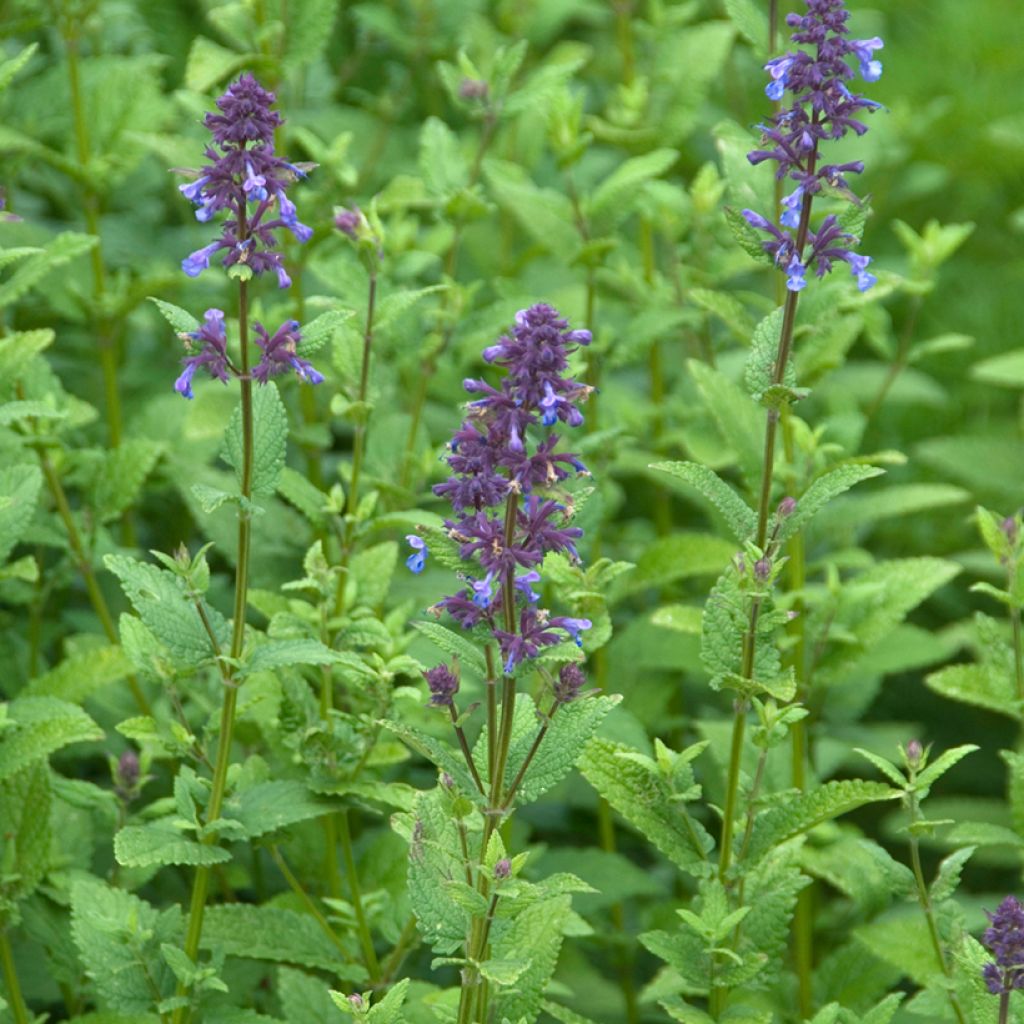 Nepeta parnassica 