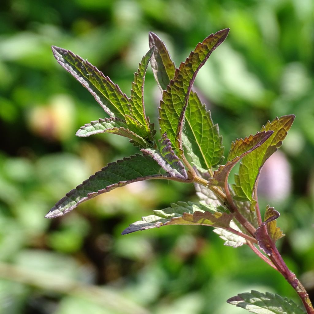 Nepeta sibirica Souvenir dAndre Chaudron - Catnip