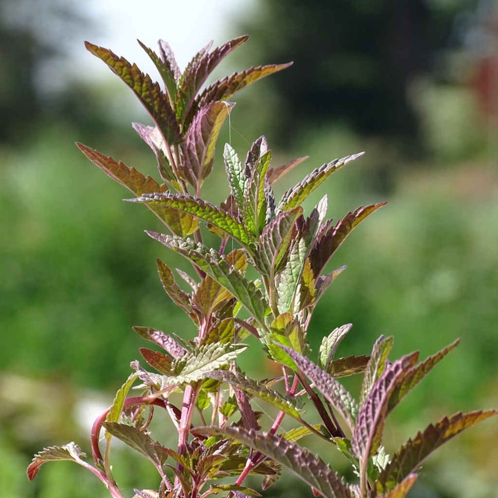 Nepeta sibirica Souvenir dAndre Chaudron - Catnip