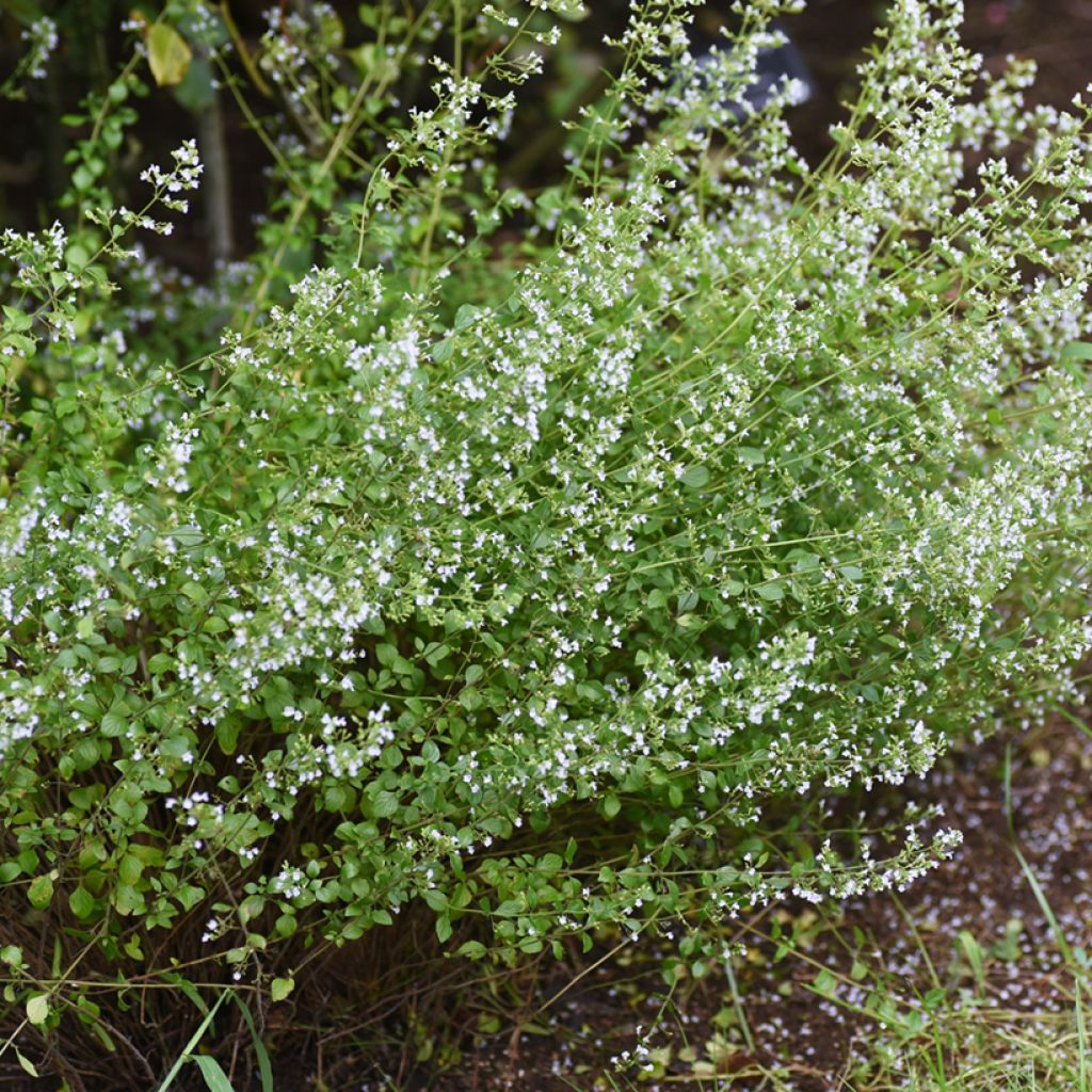 Nepeta faassenii Alba - Catnip