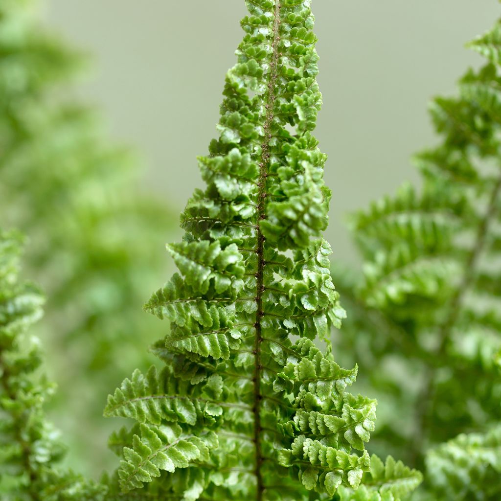 Nephrolepis exaltata 'Cotton Candy' - Fougère de Boston Cotton Candy, Néphrolépide élevé Cotton Candy