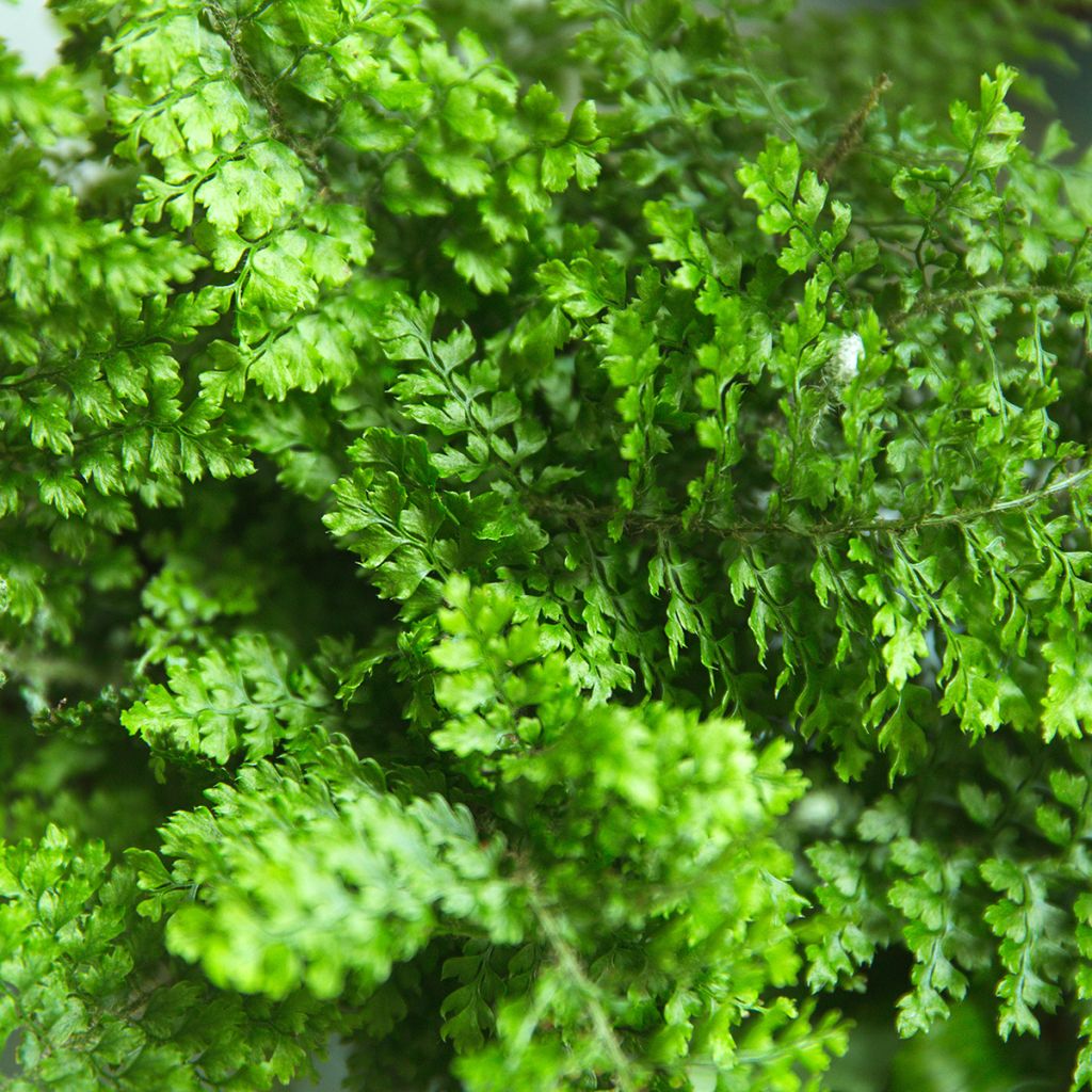 Nephrolepis exaltata Fluffy Ruffle - Boston fern