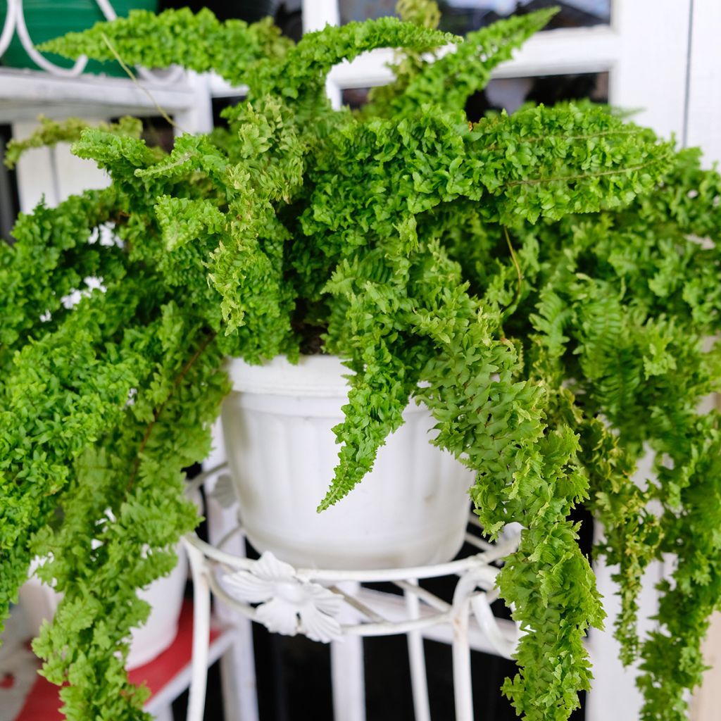 Nephrolepis exaltata Fluffy Ruffle - Boston fern