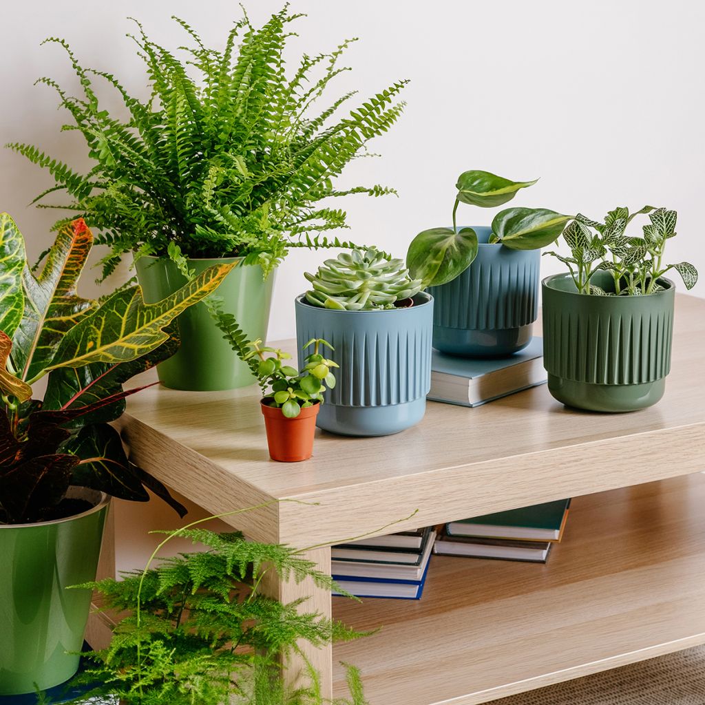 Nephrolepis exaltata Green Fantasy - Boston fern