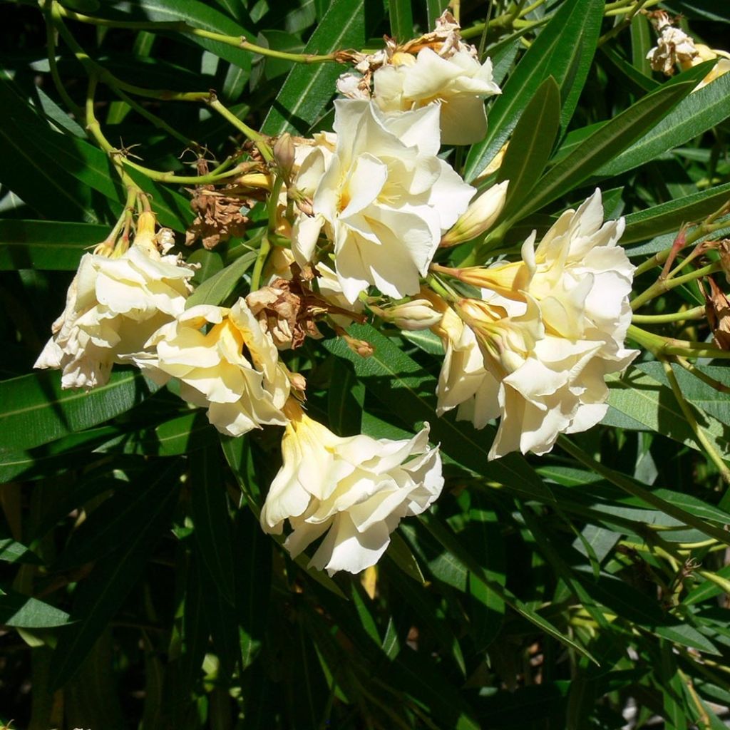 Nerium oleander Luteum Plenum