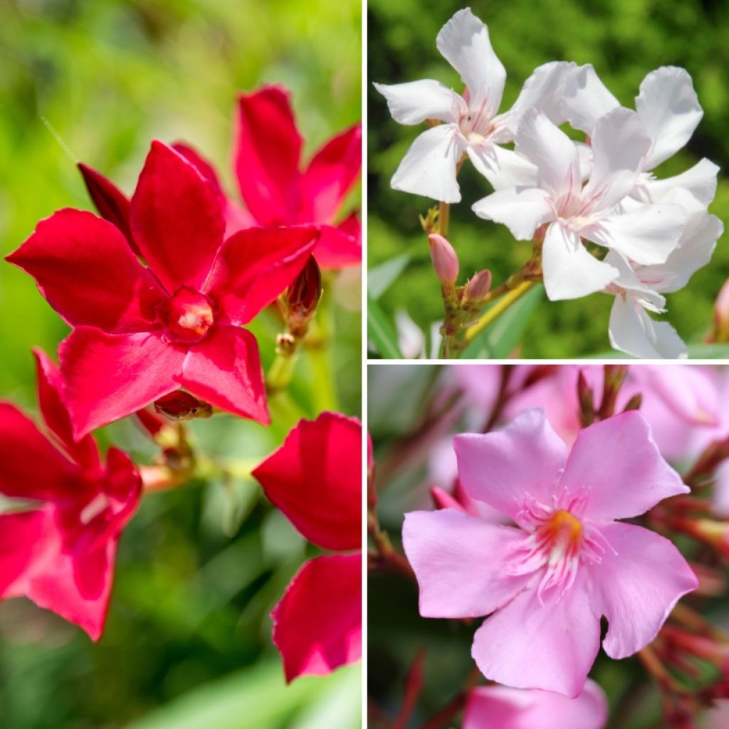 Nerium oleander tricolour pot - Laurier-rose