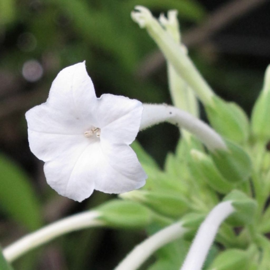 Nicotiana sylvestris - Ornamental tobacco