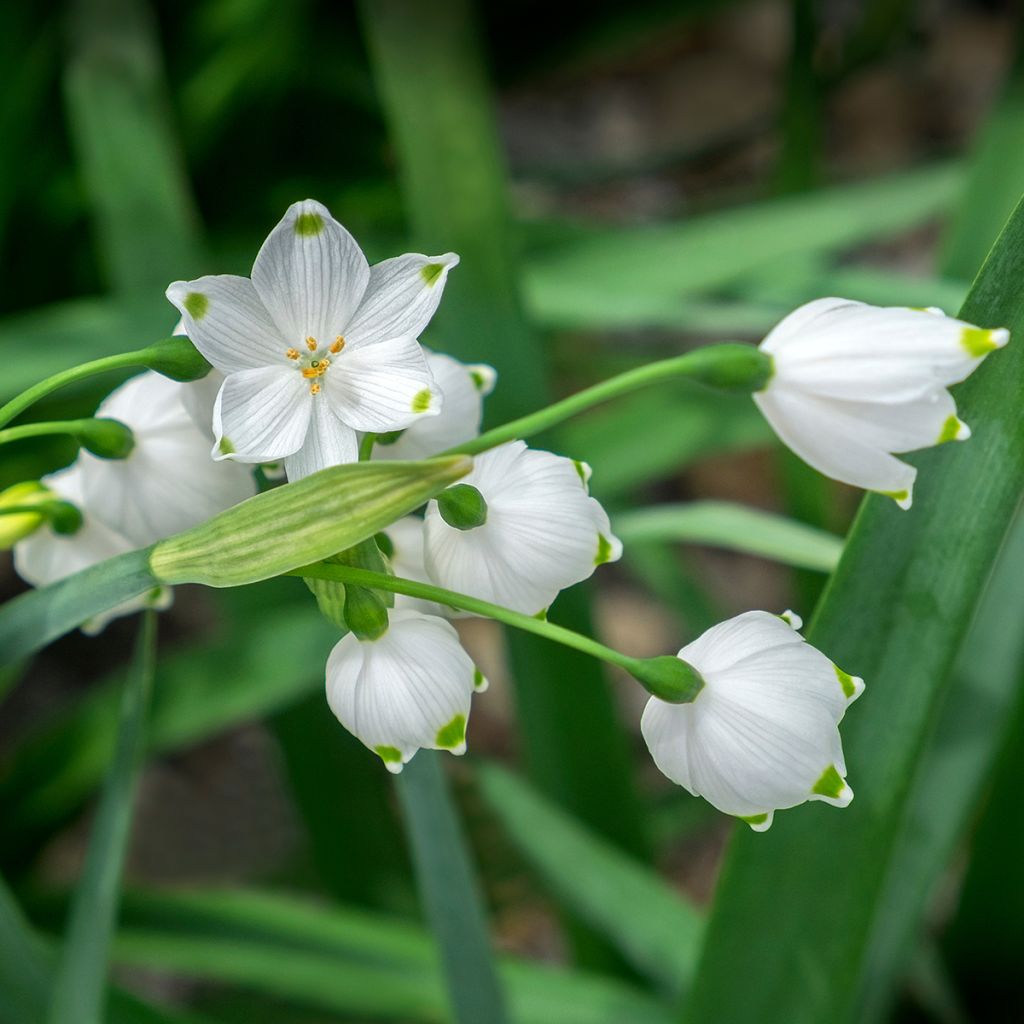 Leucojum aestivum Gravetye Giant - Summer Snowflake