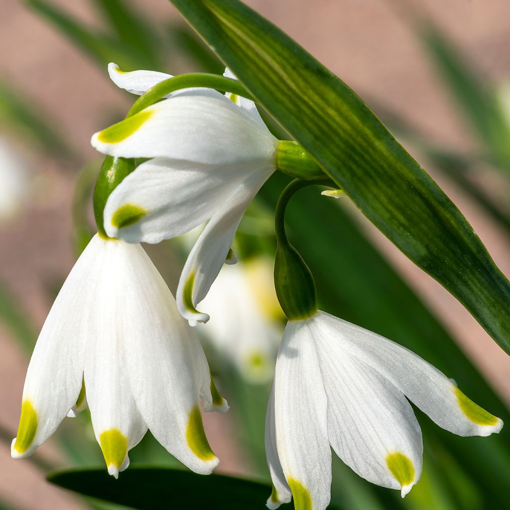 Leucojum aestivum Gravetye Giant - Summer Snowflake