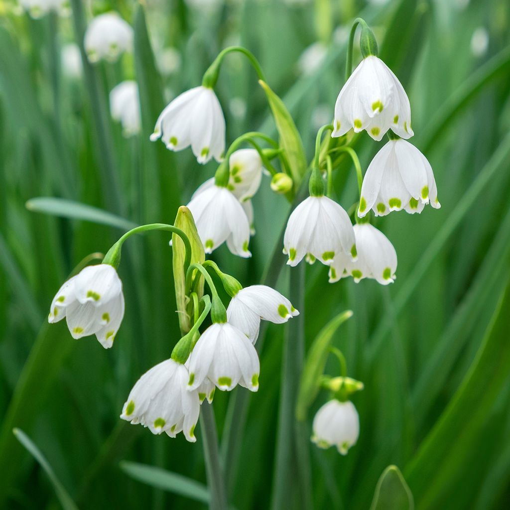 Leucojum aestivum Gravetye Giant - Summer Snowflake