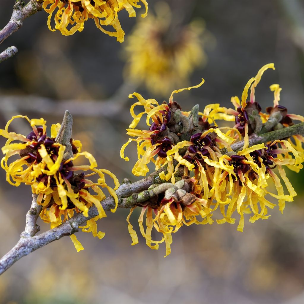 Hamamelis intermedia Aurora - Witch Hazel