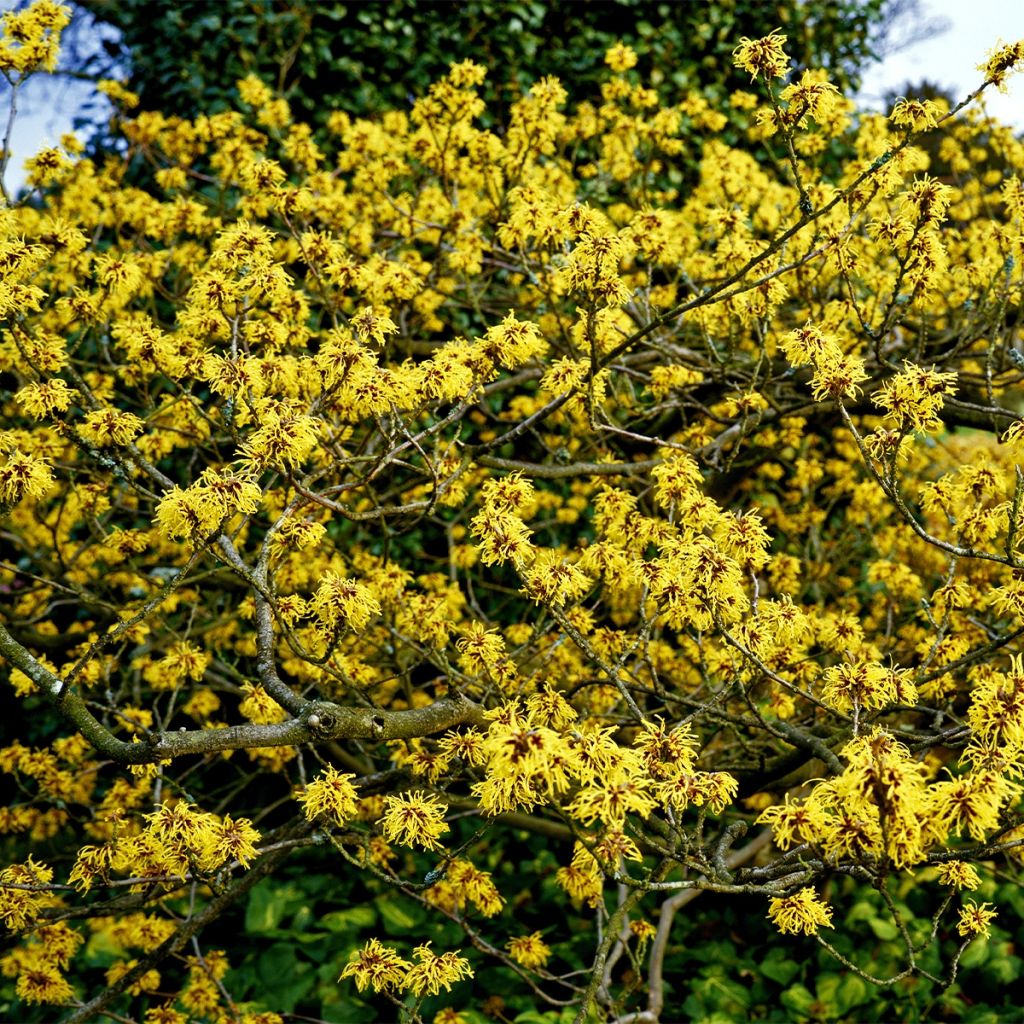 Hamamelis intermedia Aurora - Witch Hazel