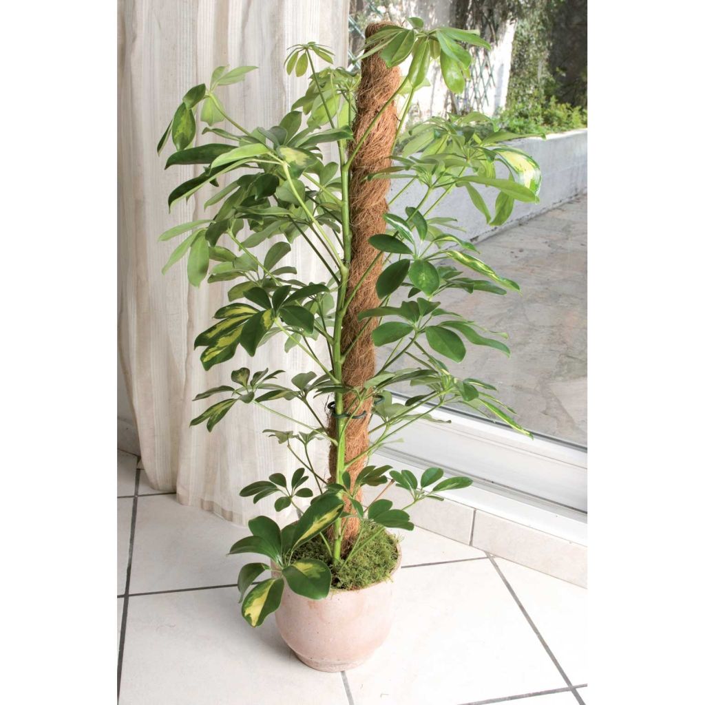 Coconut Coir Trellis