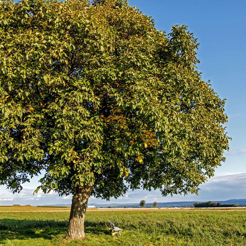 Common Walnut Esterhazy II - Juglans regia