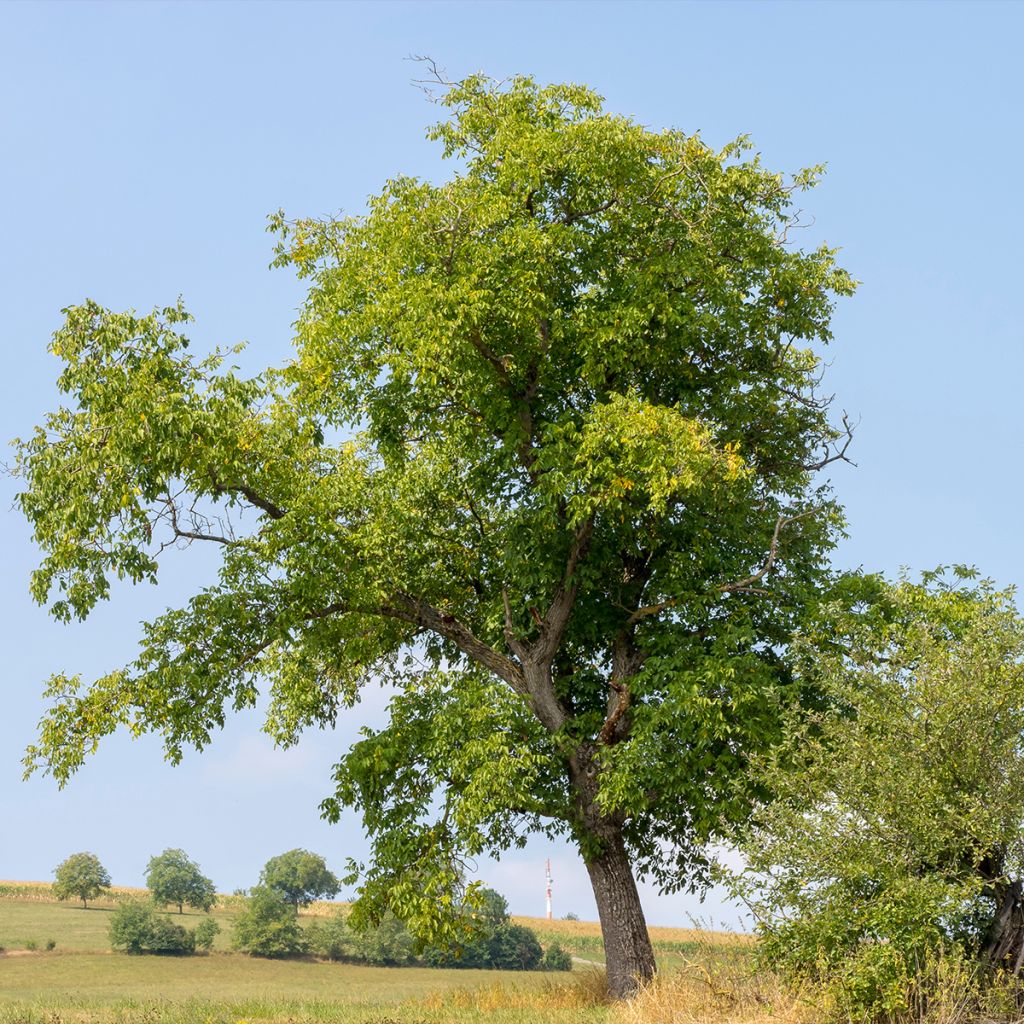 Common Walnut Weinsberg 1 - Juglans regia