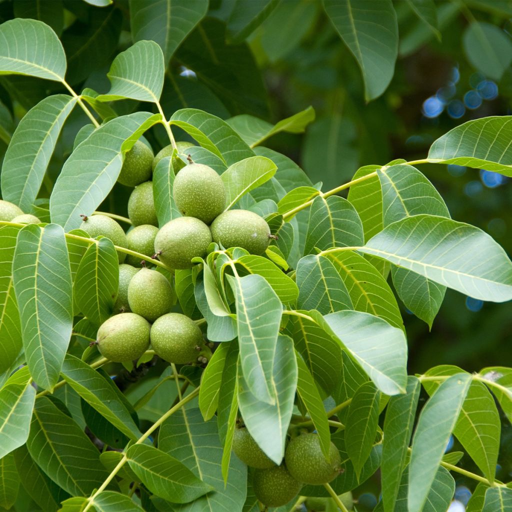 Common Walnut Weinsberg 1 - Juglans regia