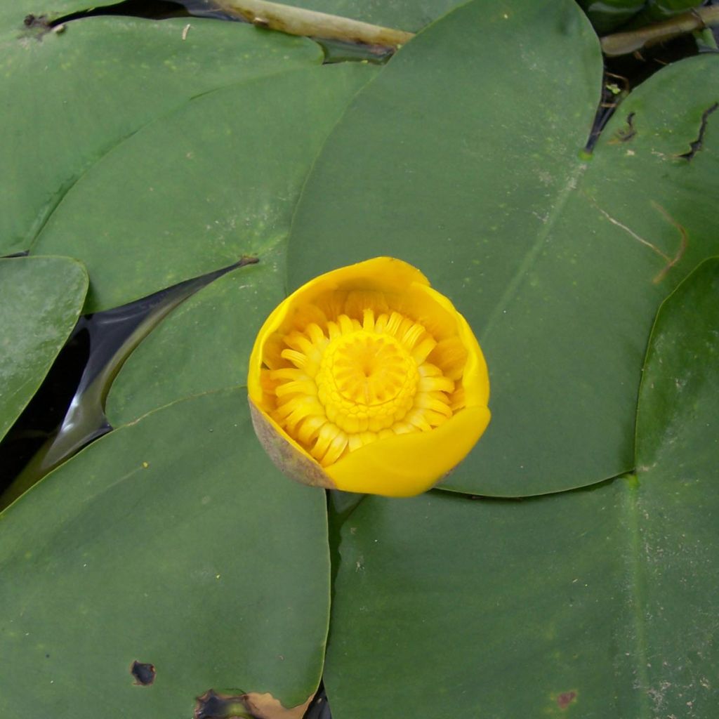 Nuphar lutea - Yellow Water Lily