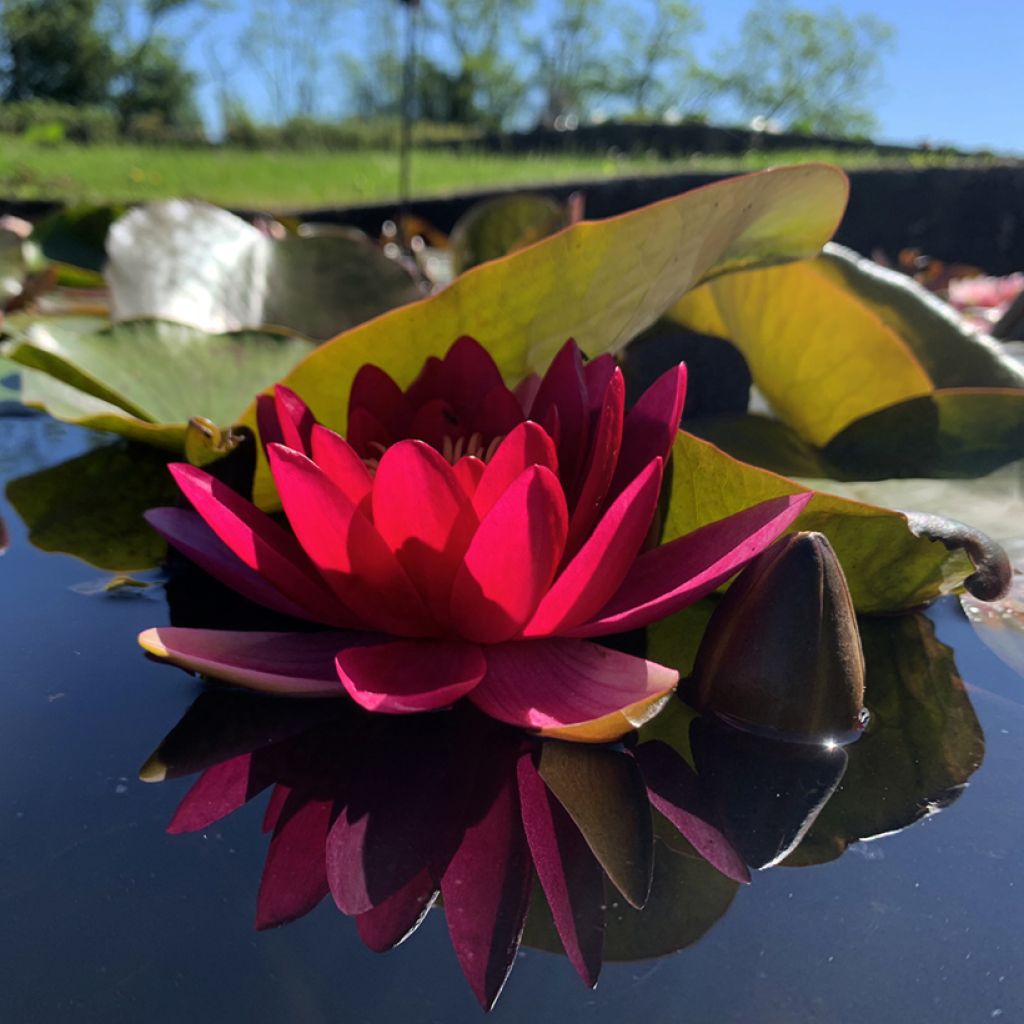 Nymphaea Escarboucle - Waterlily