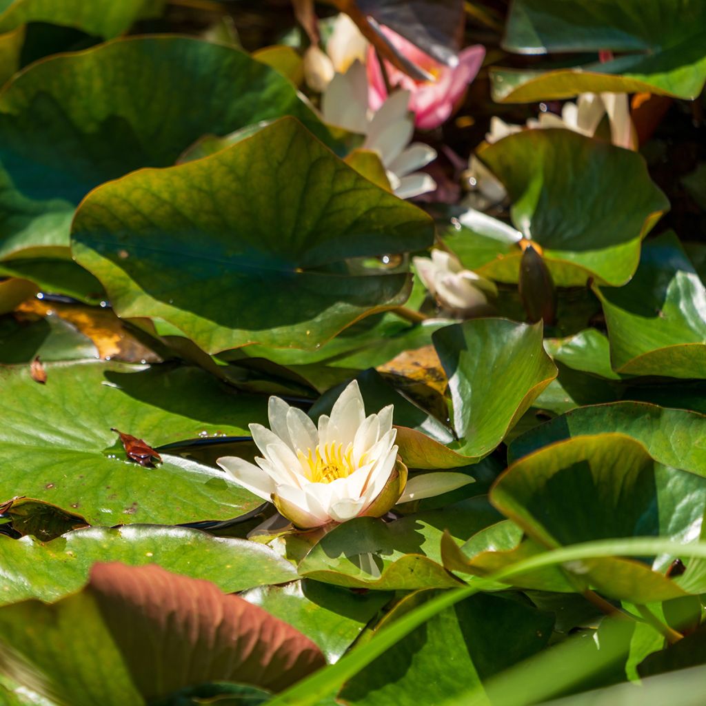 Nymphaea Marliacea Albida - Water Lily