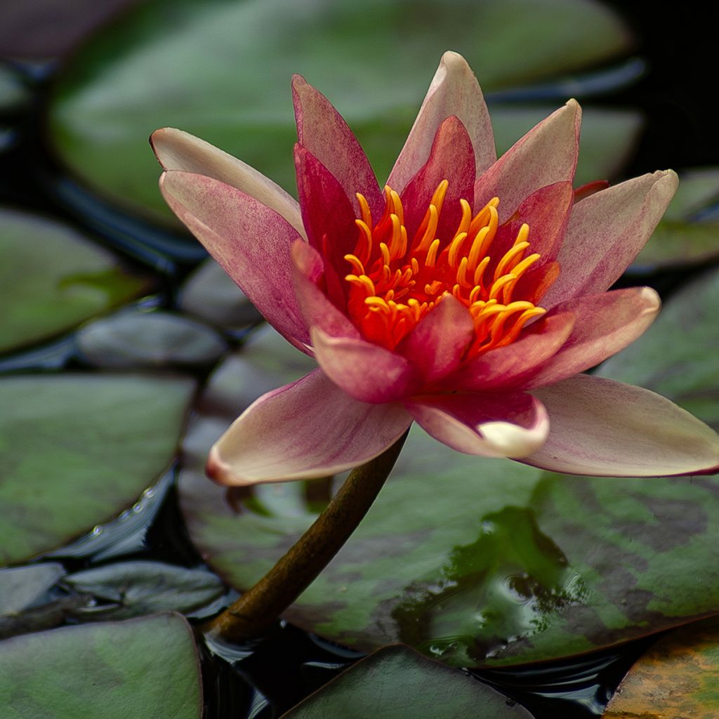 Nymphaea Sioux - Water Lily