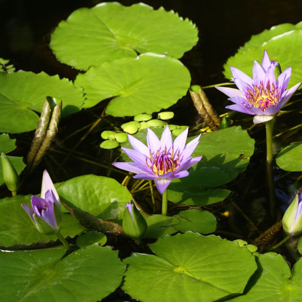 Nymphaea colorata - Cape blue waterlily