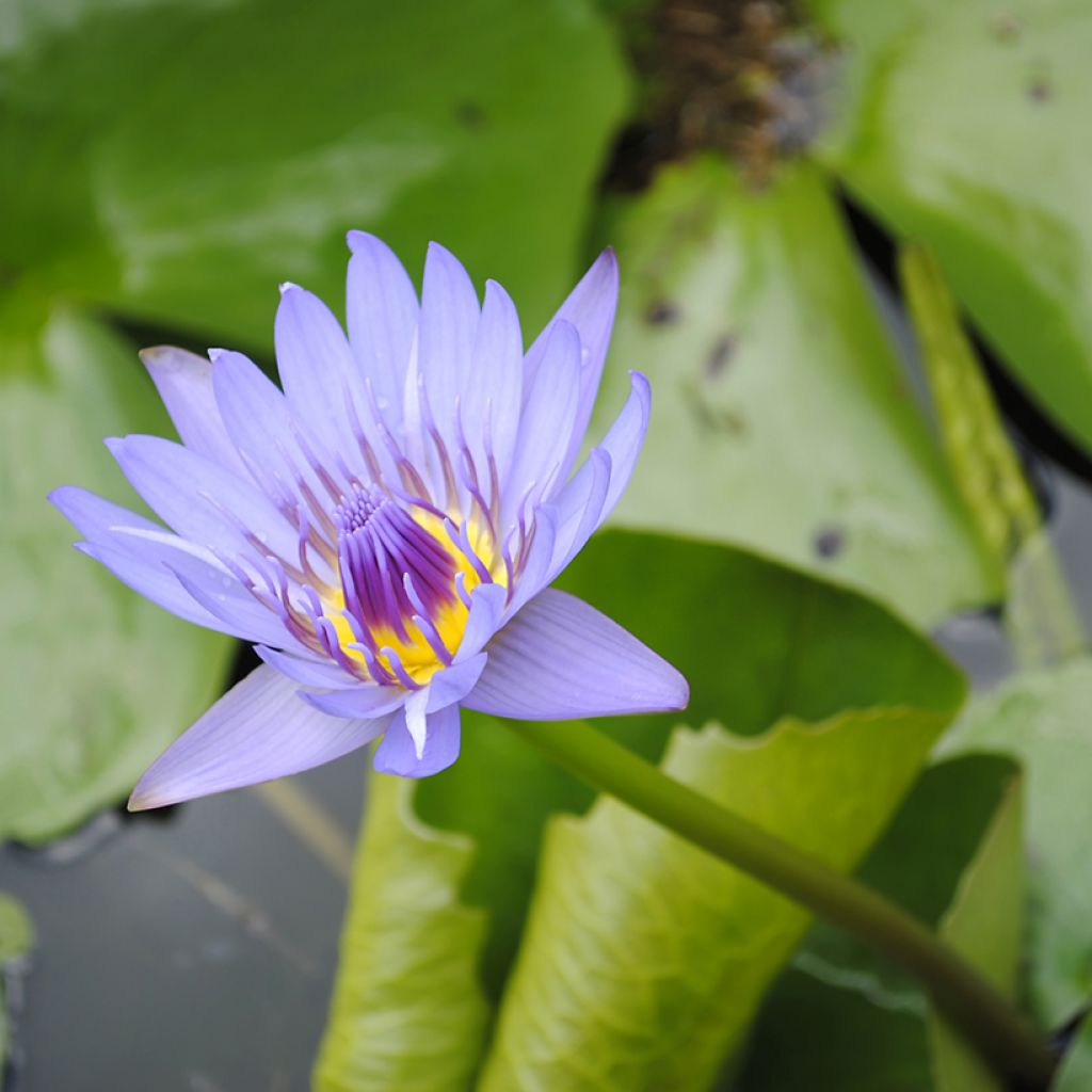 Nymphaea colorata - Cape blue waterlily
