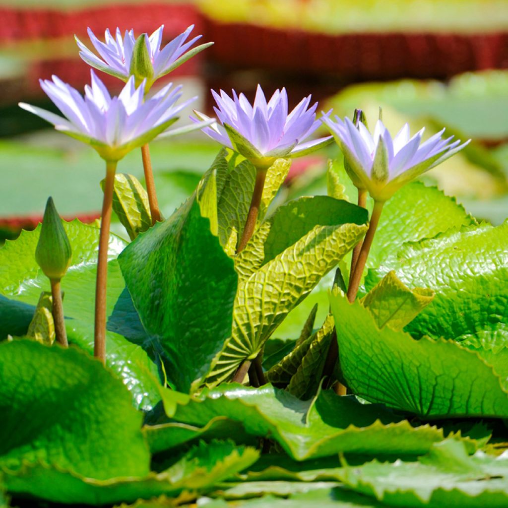 Nymphaea colorata - Cape blue waterlily