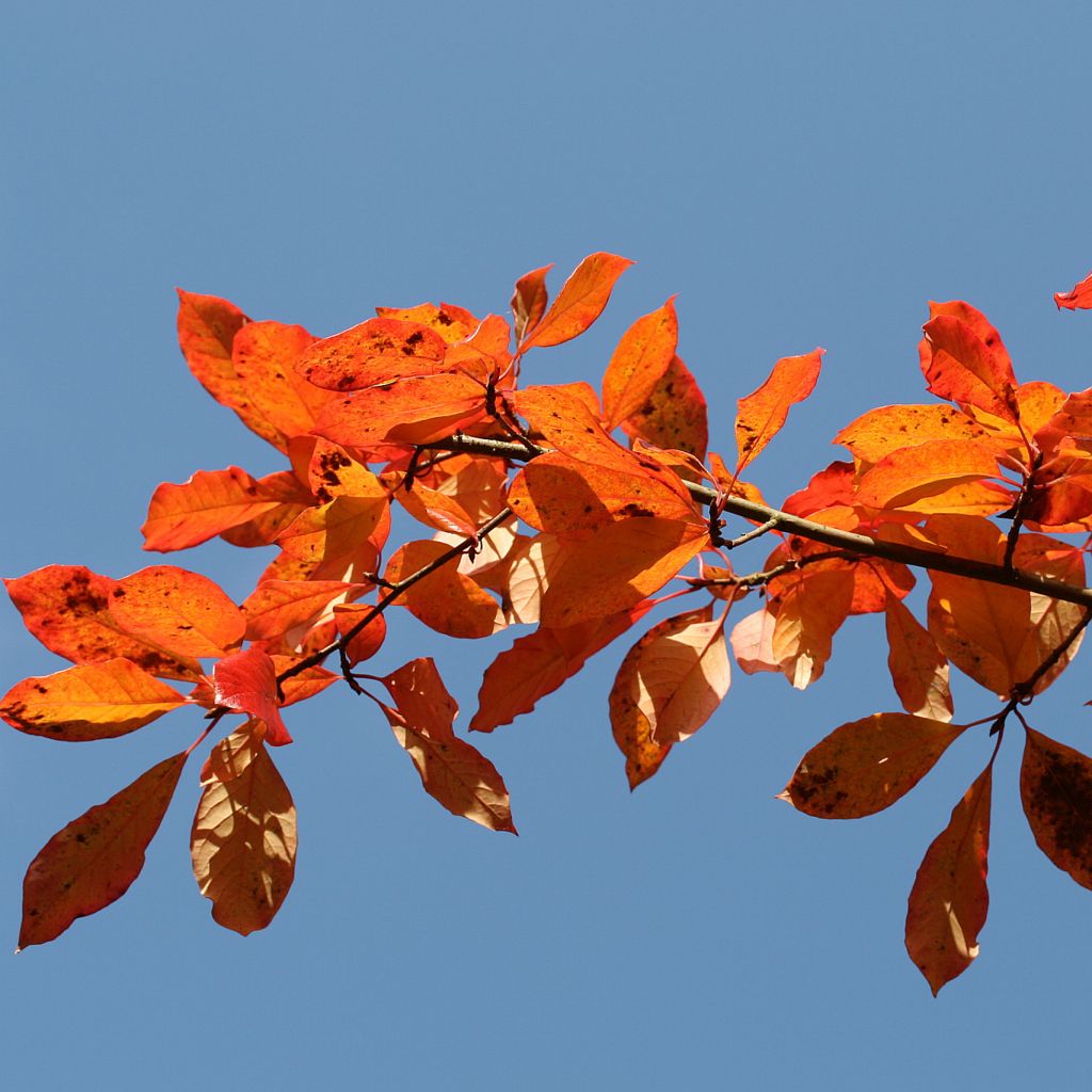 Nyssa sylvatica - Tupelo