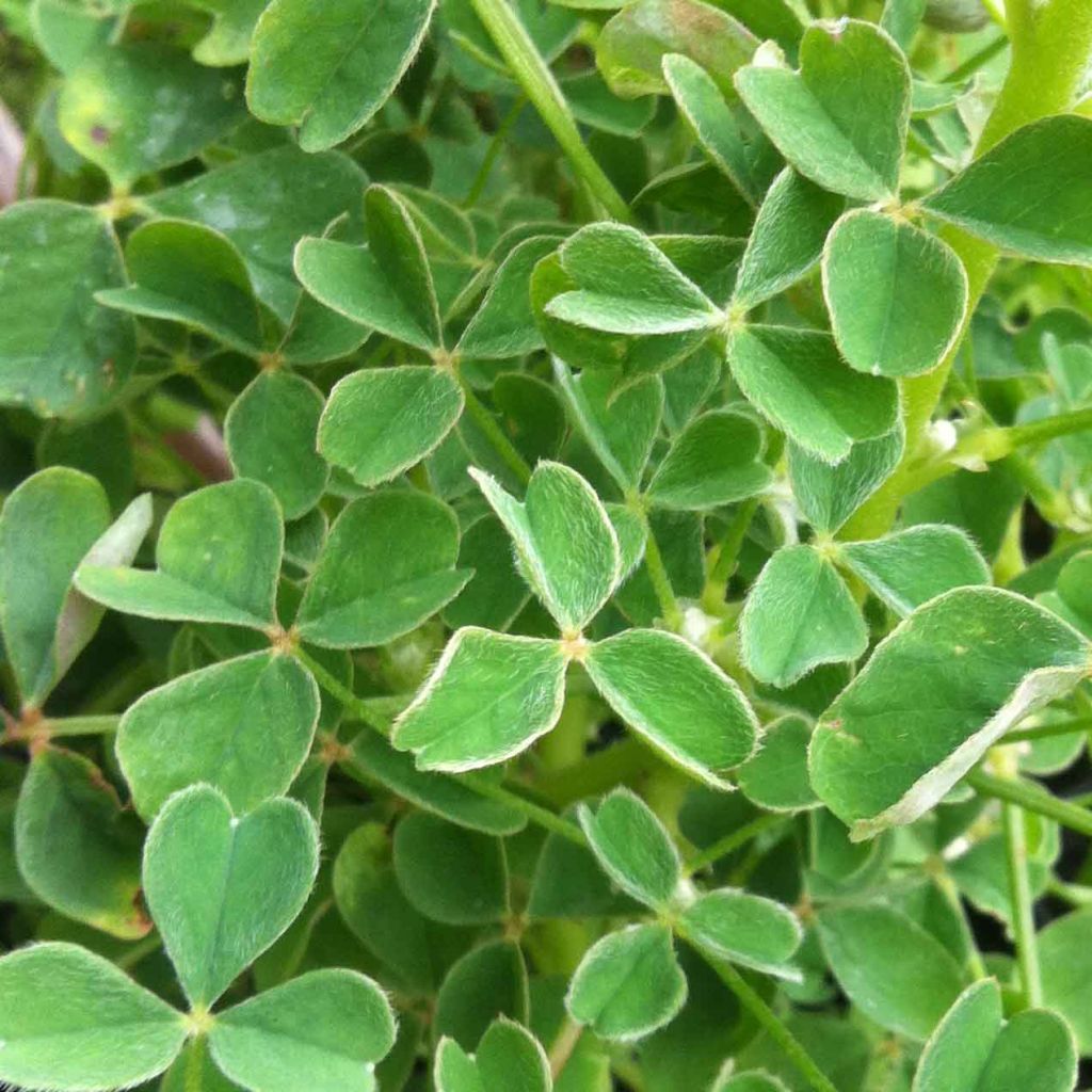 Oxalis tuberosa