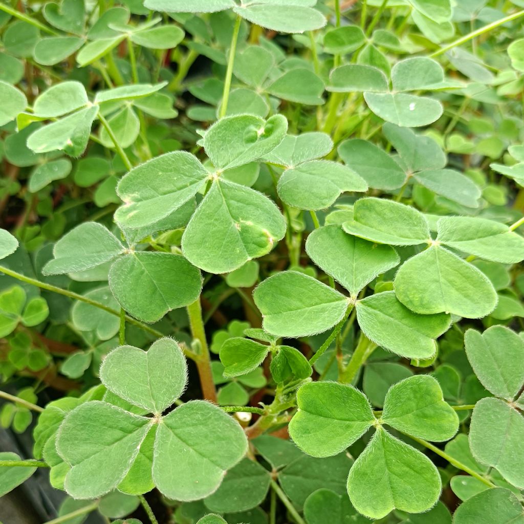 Oxalis tuberosa