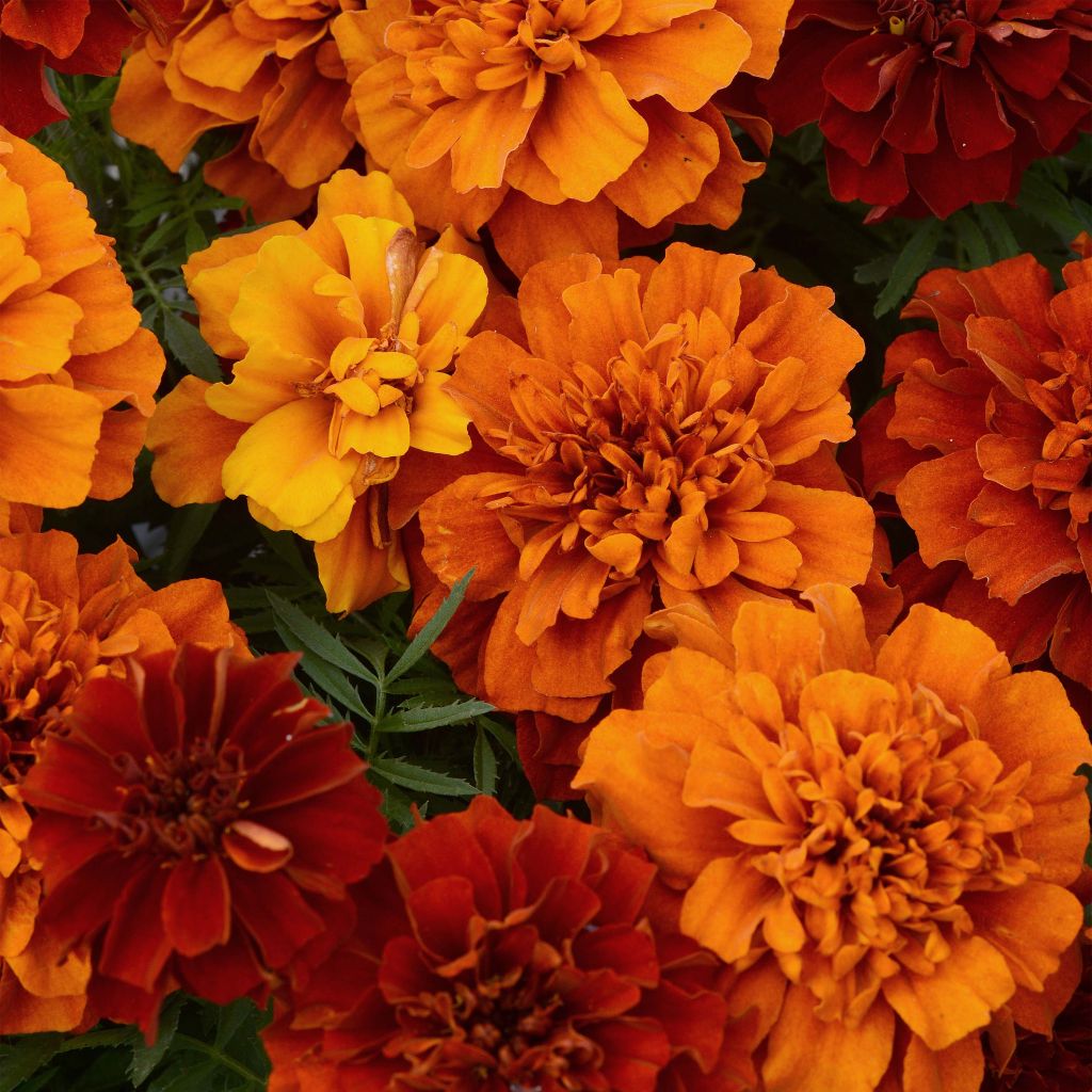Tagetes  erecta Fireball