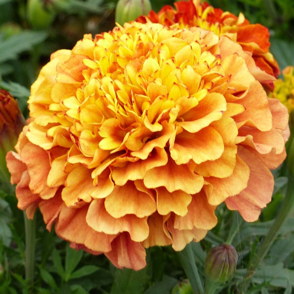 French Marigold Strawberry Blonde - Tagetes patula