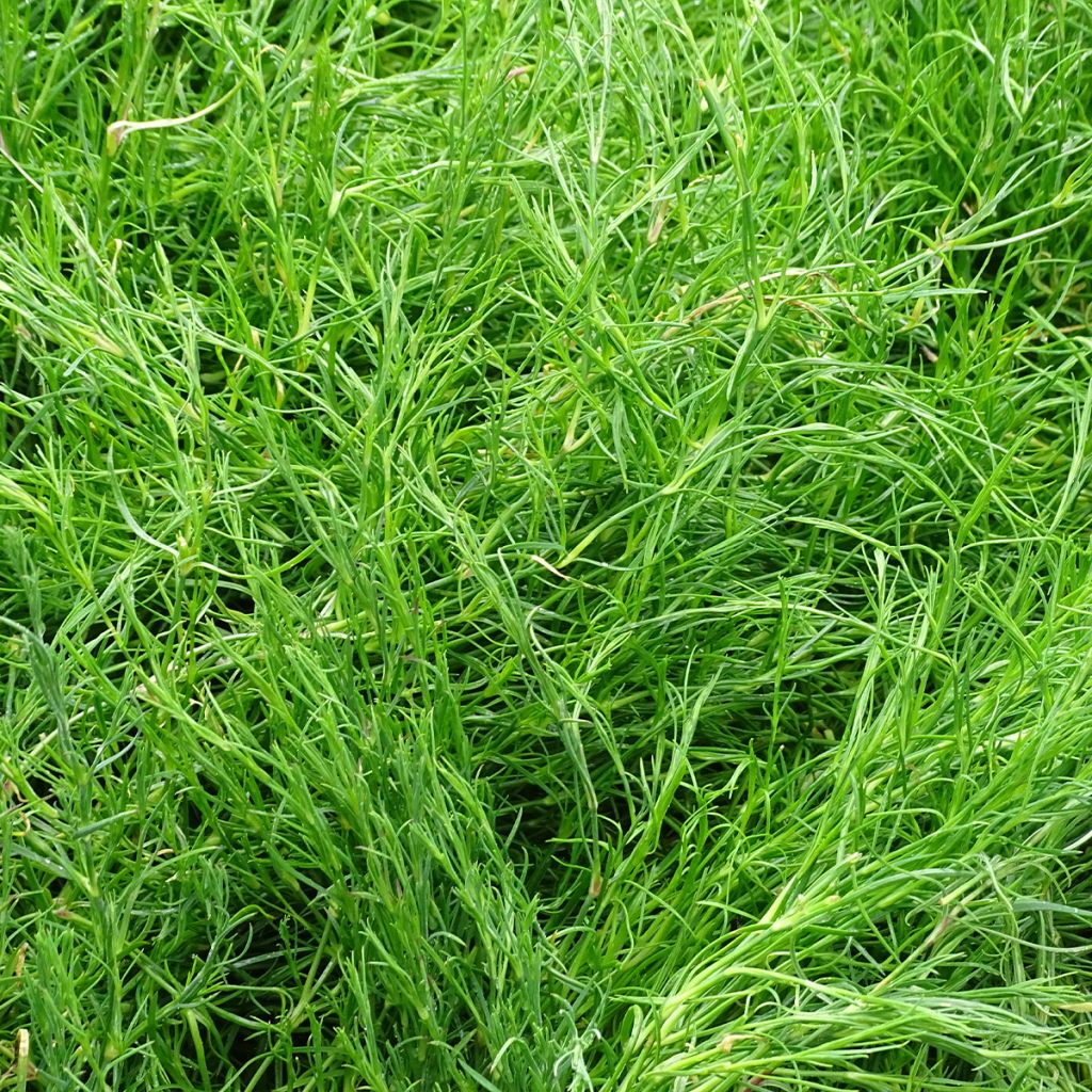 Petrorhagia saxifraga