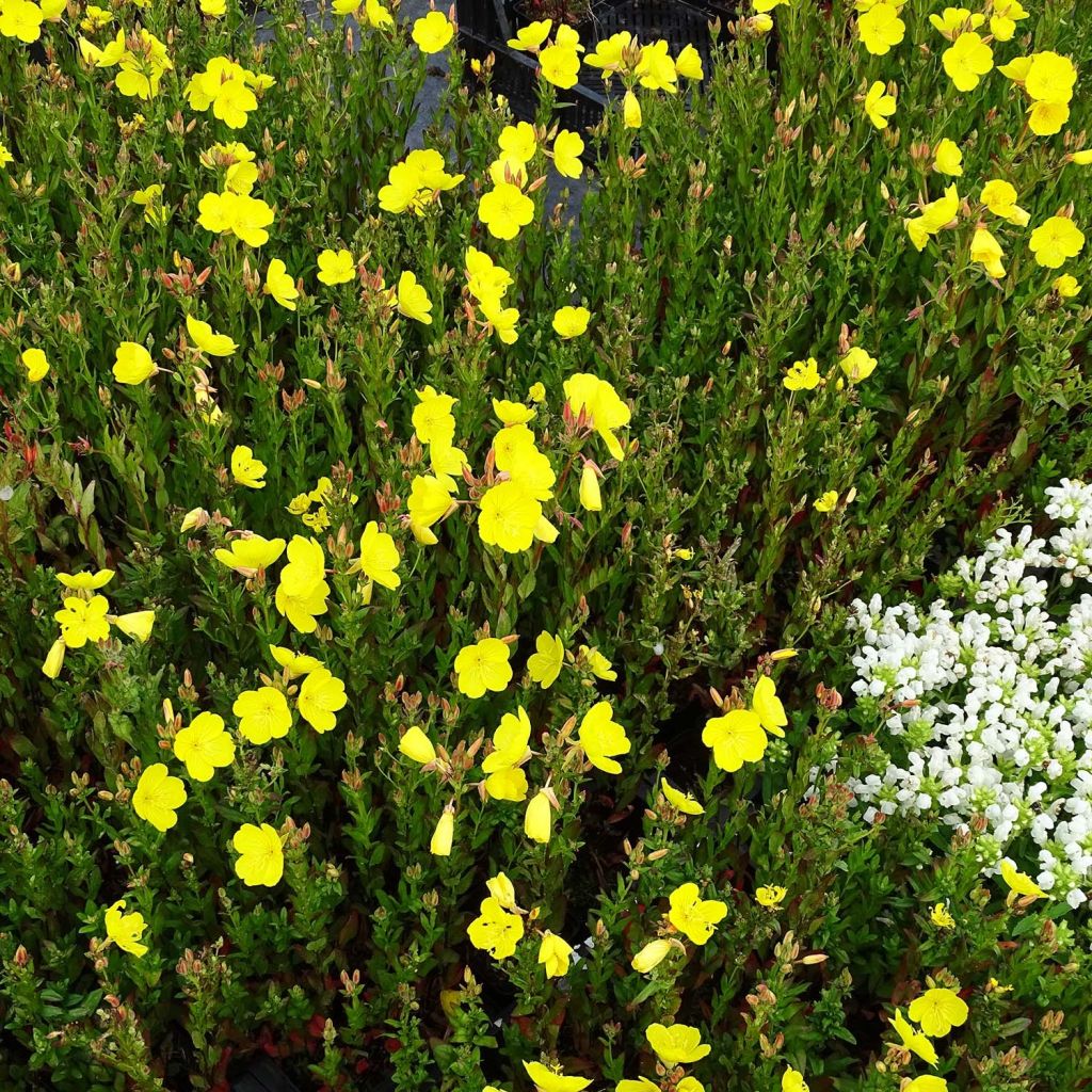 Oenothera fruticosa Hohes Licht - Evening Primrose