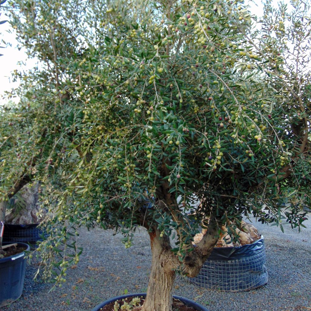 Olea europaea Stem - Olive