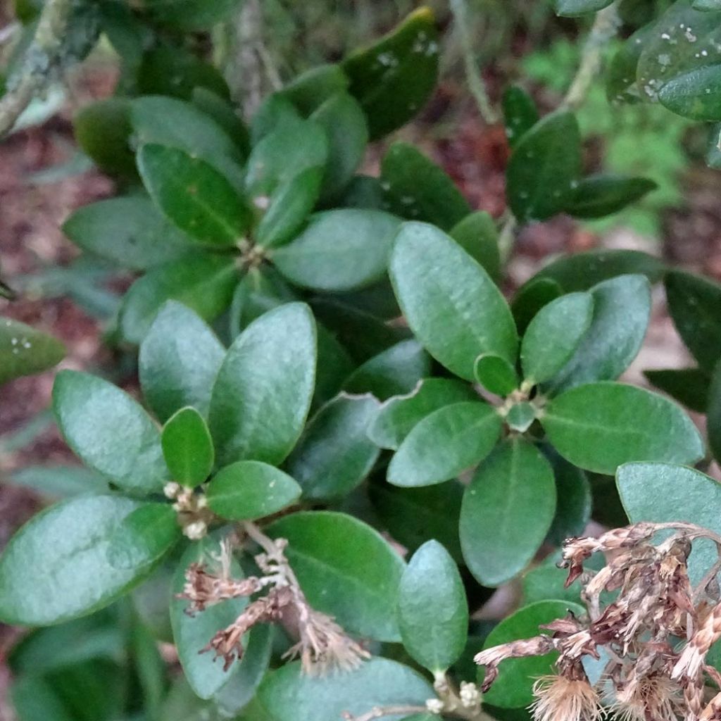 Olearia haastii - Daisy Bush