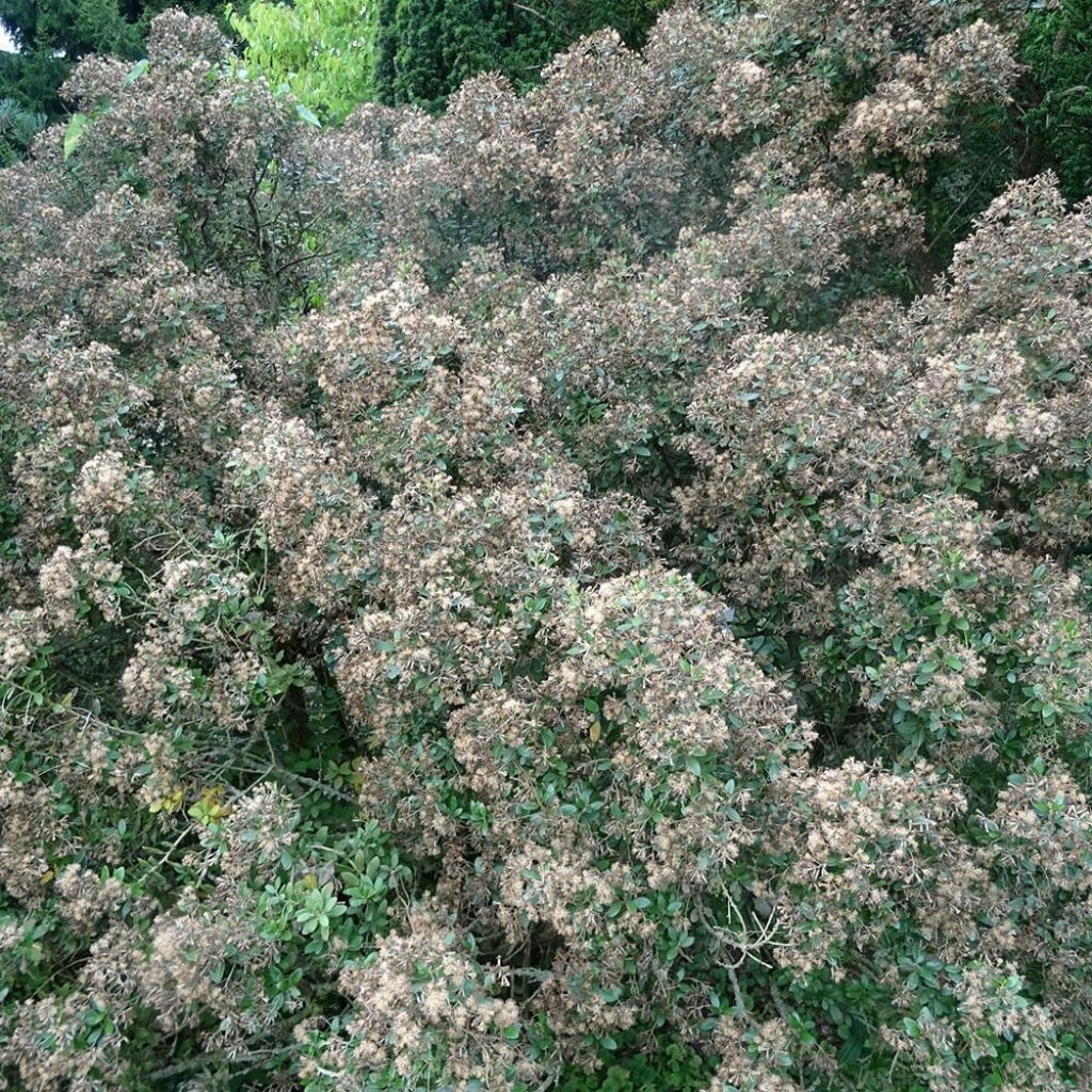 Olearia haastii - Daisy Bush
